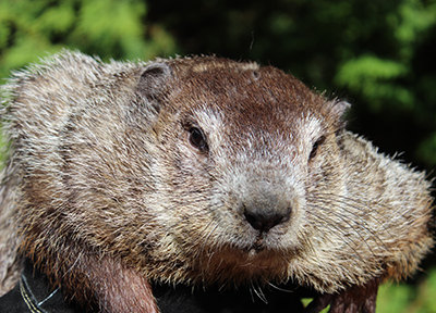 About The Punxsutawney Groundhog Club | Punxsutawney Groundhog Club